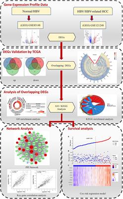 Frontiers | Identification Of Key Genes Associated With The Process Of ...